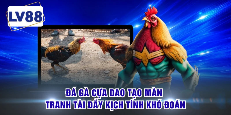 Đá gà cựa dao tạo màn tranh tài đầy kịch tính khó đoán