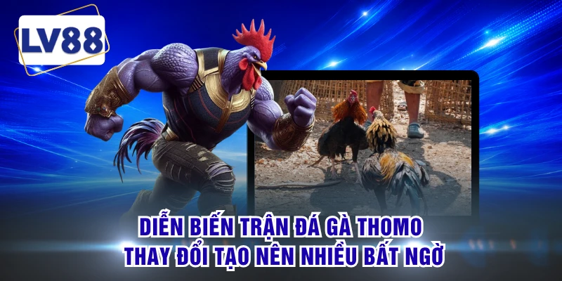 Diễn biến trận đá gà thomo thay đổi tạo nên nhiều bất ngờ
