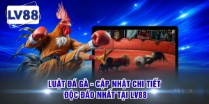 Luật Đá Gà - Cập Nhật Chi Tiết, Độc Đáo Nhất Tại LV88
