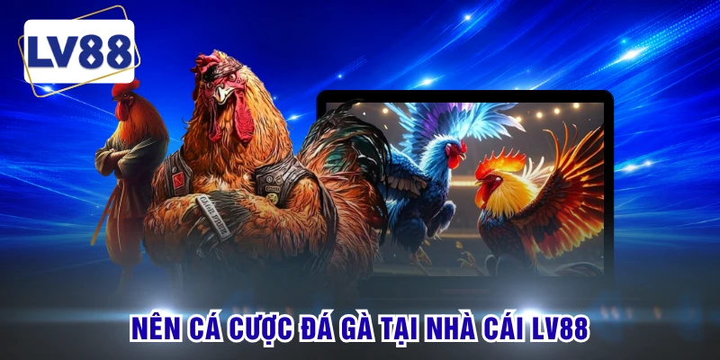 Nên cá cược đá gà tại nhà cái LV88