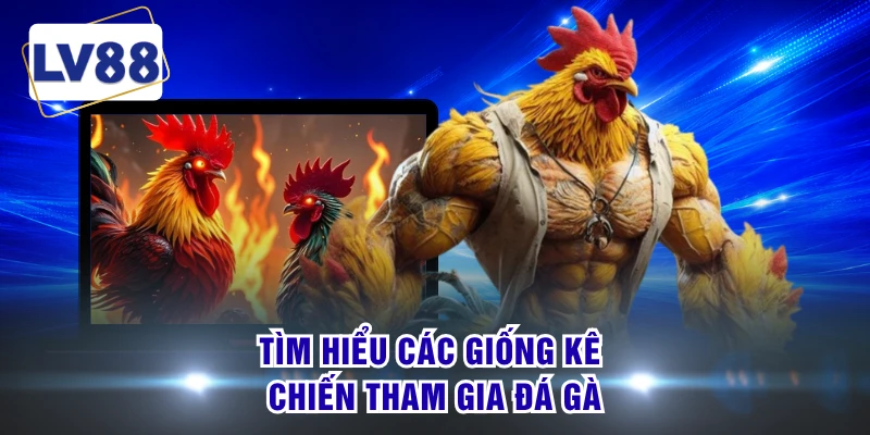 Tìm hiểu các giống kê chiến tham gia đá gà